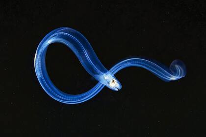 Así empieza todo. Tras varias transformaciones, pasa de ser un organismo que flota con la corriente a ser capaz de nadar por sus propios medios