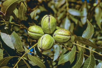 Así encontramos a las nueces pecán en el árbol.