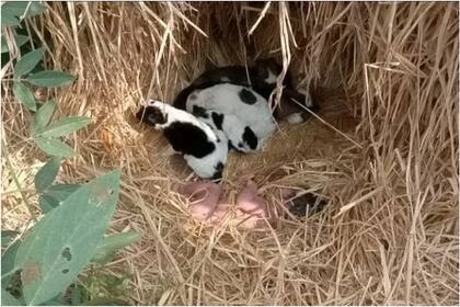 Así encontraron a la bebé abandonada en un campo de la India