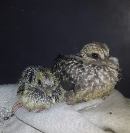 Así encontró el papá de Valeria a los pichones. Lamentablemente la hembra no sobrevivió.