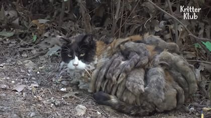 Así era el aspecto de Samsaek mientras vivía en la calle