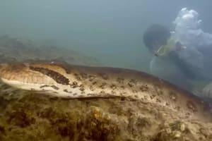 Así era la reina del Amazonas, la anaconda más grande de la Tierra