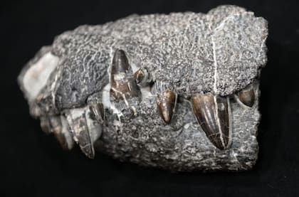 Así eran los dientes