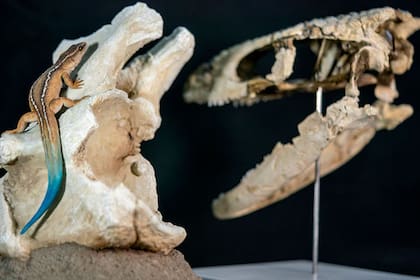 Así es como creen que era la apariencia del Paleoteius lakui