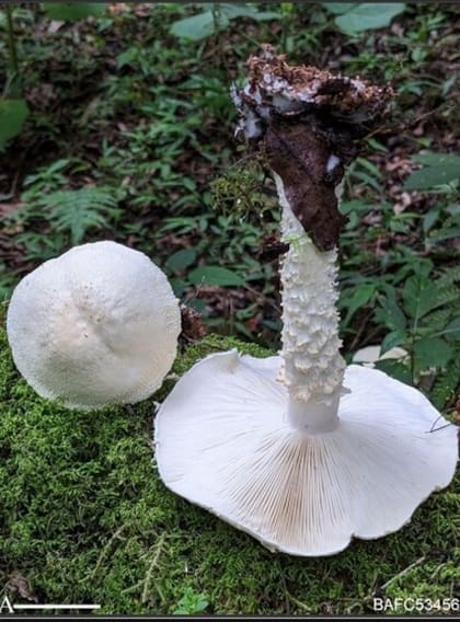 Así es el hongo bautizado en honor a Lionel Messi