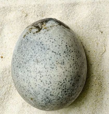 Así es el huevo que hallaron en Reino Unido, propio de la época del Imperio Romano