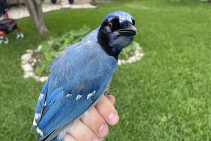 Así es el pájaro que surgió de una cruza de arrendajos verdes y azules, divisado en un suburbio de Texas