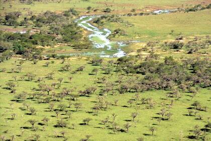 Así es el Parque estatal del Espinilho donde se halló el oso hormiguero gigante