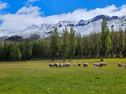 Así es hoy el campo que trabajó durante tantos años el productor