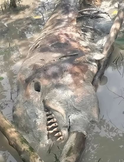 Así es la criatura que hallaron en un pantano en Tailandia
