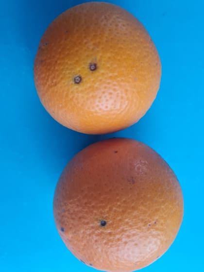 Así es la mancha negra en la naranja