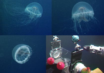 Así es la medusa más venenosa del océano descubierta hasta la fecha