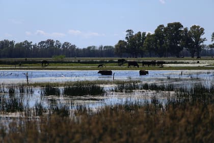 Así es la situación de los campos inundados en 9 de Julio, provincia de Buenos Aires