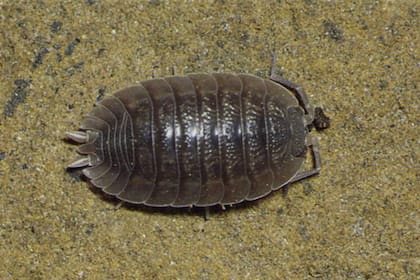 Los insectos pueden ocasionar pérdidas en los cultivos