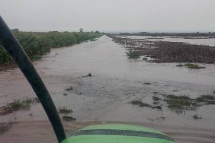 Así está el campo del productor Gonzalo Lecumberri en Pergamino