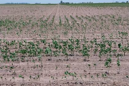 Así está un lote de soja en la localidad santafesina