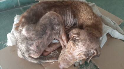 Así estaba Sansón cuando lograron rescatarlo.