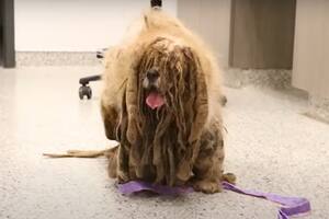 Así estaba Simon, en estado de completo abandono, antes de que lo rescatara una ONG