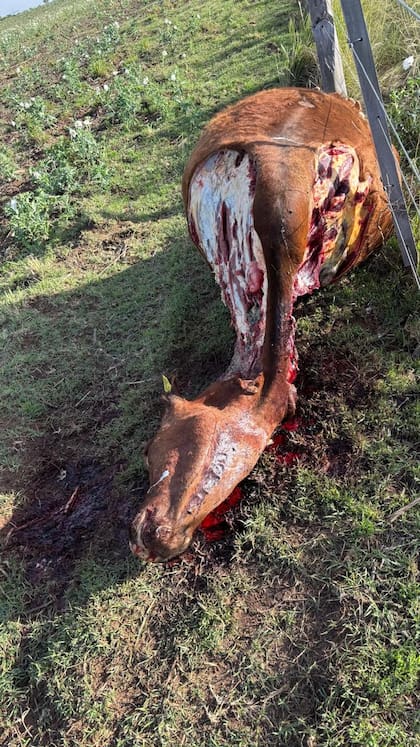 Así están los casos de abigeato en San Luis