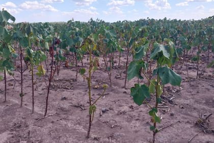 Así están los cultivos en la provincia de Chaco