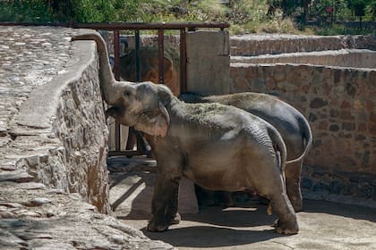 Así estuvieron Pocha y Guillermina en el Ecoparque de Mendoza hasta mayo pasado