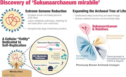 Así fue el descubrimiento del Sukunaarchaeum