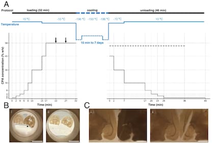 Así fue explicada la vitrificación de cortes cerebrales de ratones adultos, con la evolución temporal y la estereomicroscopía de cortes cerebrales