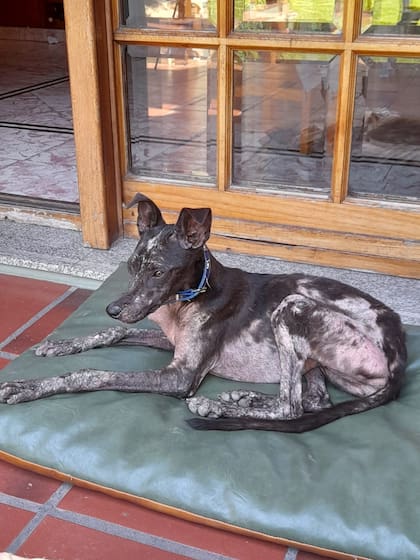 Así fue rescatada Trufa: desnutrida, sin pelo y con su hocico desviado a raíz de un duro golpe (Foto: Gentileza Hogar Amor de Galgo)