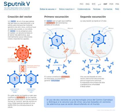 Así funciona la vacuna rusa, según el sitio oficial