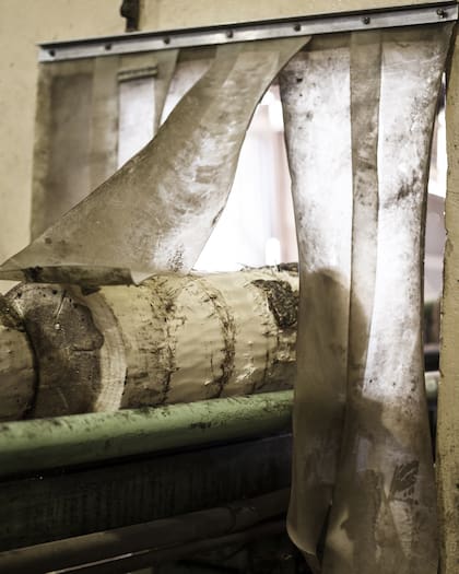 Así ingresan a la fábrica los troncos enteros de los álamos talados, con corteza incluida.