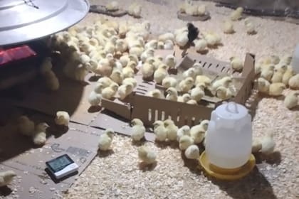 Así llegan los pollos a las granjas de los pequeños productores