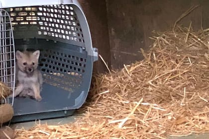 Así llegó al Centro de Recuperación