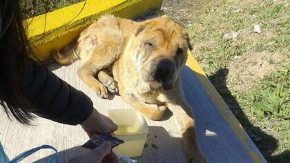 Así lo encontró Lauti, que rescata y da en adopción perros callejeros