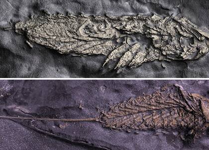 Así luce el fósil del animal extinto hace 450 millones de años