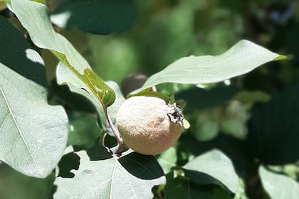 Así luce el fruto de membrillo meses antes de madurar.