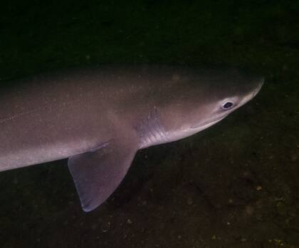 Así luce un tiburón de seis branquias