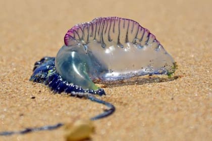 Así lucen la carabela portuguesa, una criatura marina altamente peligrosa debido a su potente veneno y su estructura única