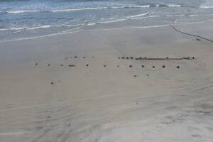 El inesperado hallazgo en una playa de Florida que ni los especialistas logran identificar