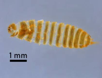 Así lucía la piel mudada del escarabajo encontrado por CBP