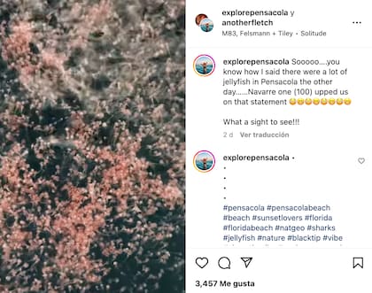 Así lucían las medusas desde los aires en la playa de Florida