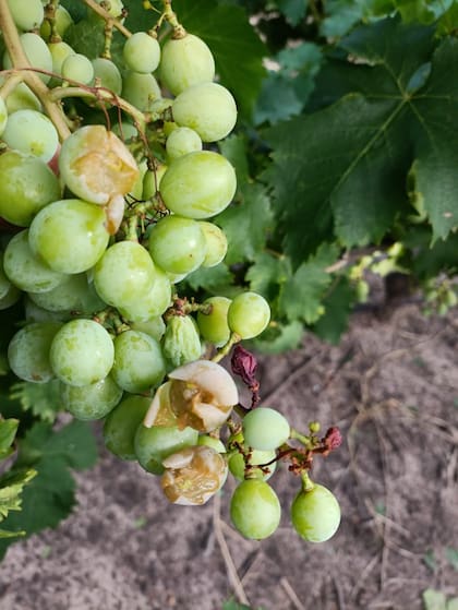 Así quedaron las uvas del viñedo familiar