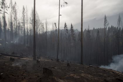 Los bosques fueron arrasados por el fuego