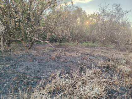 Así quedaron los limoneros tras el incendio intencional