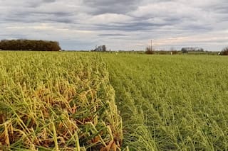Las últimas “tormentas brutales” golpearon a 400.000 hectáreas de la principal región agrícola