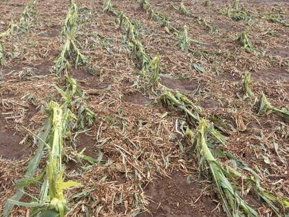 Así quedó el estado de un lote en General Villegas