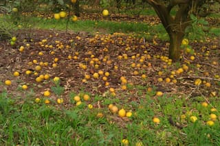 Abandonó 80 hectáreas de limón porque no consigue trabajadores para la cosecha