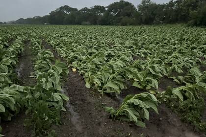Así quedó el tabaco del productor