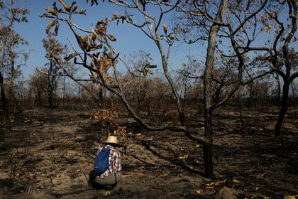Así quedó gran parte de la selva arrasada por el fuego