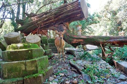 Un venado asustado se encuentra cerca de un árbol caído por la tormenta en el santuario Kasugataisha en Nara