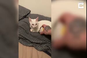 El video viral de una gata: se despierta de una manera particular ante un plato de comida